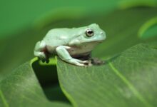 Guide pour les soins aux grenouilles arboricoles de White en tant qu'animaux de compagnie