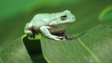 Guide pour les soins aux grenouilles arboricoles de White en tant qu'animaux de compagnie