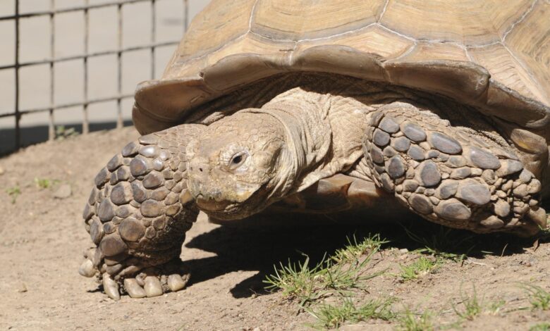 Guide pour les soins aux tortues Sulcata en tant qu'animaux de compagnie