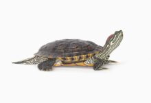 Guide pour les soins aux tortues à oreilles rouges en tant qu'animaux de compagnie