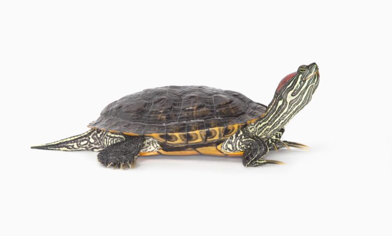 Guide pour les soins aux tortues à oreilles rouges en tant qu'animaux de compagnie