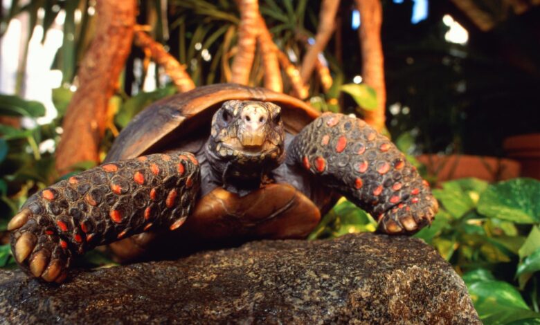 Guide pour les soins aux tortues à pieds rouges en tant qu'animaux de compagnie
