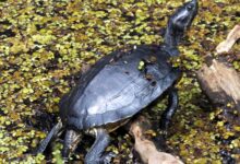 Guide pour les soins aux tortues musquées communes en tant qu'animaux de compagnie