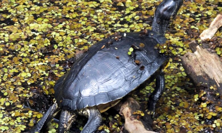Guide pour les soins aux tortues musquées communes en tant qu'animaux de compagnie