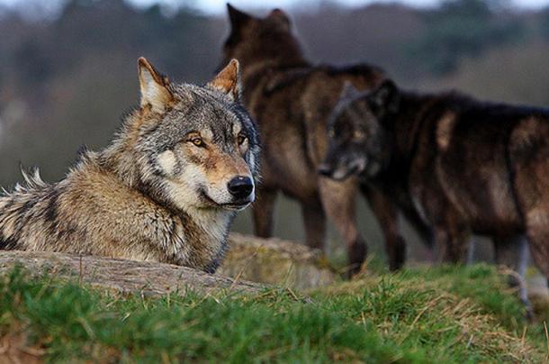 Des loups au UK Wolf Conservation Trust.