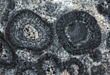Identification des granitoïdes et autres roches de granit