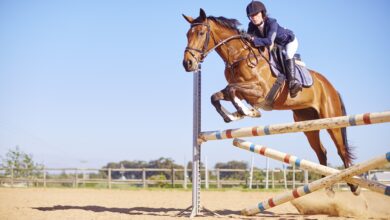 Introduction au saut d'obstacles en équitation