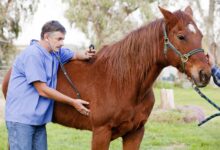 Introduction au syndrome de Wobblers chez les chevaux