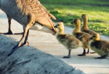 La théorie de l'instinct de motivation