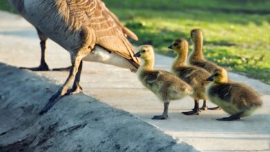 La théorie de l'instinct de motivation