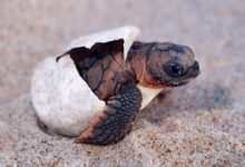 La vente illégale de tortues à l'éclosion aux États-Unis