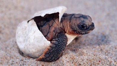 La vente illégale de tortues à l'éclosion aux États-Unis