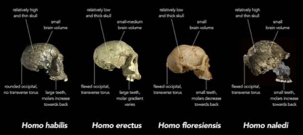 Les premières espèces humaines de l'âge de pierre. (Animalparty / CC BY-SA 4.0)