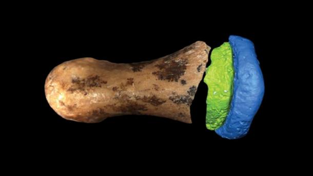 L'os du doigt de Denisovan trouvé à la grotte de Denisova en 2008. (E.A. Bennett / Avancées scientifiques)