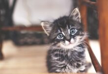 Le développement de votre chaton au cours des six premières semaines