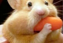 Le meilleur régime alimentaire pour nourrir les hamsters de compagnie
