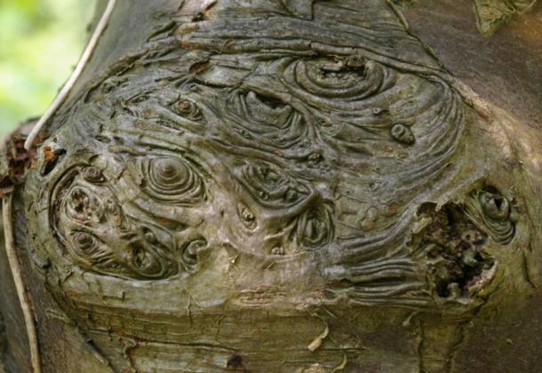 Le bois de l'arbre de Rowan a été utilisé pour sculpter des douves de runes et pour des rituels.