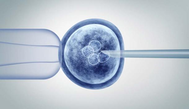 Les scientifiques ont injecté des cellules souches humaines dans l'embryon de singe pour créer l'hybride animal-humain. (freshidea / Adobe Stock)