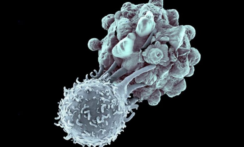 Le rôle des lymphocytes T dans l'organisme
