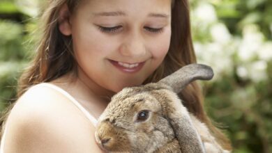 L'élevage et les soins des lapins en tant qu'animaux de compagnie