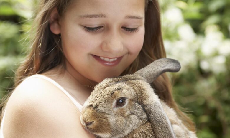 L'élevage et les soins des lapins en tant qu'animaux de