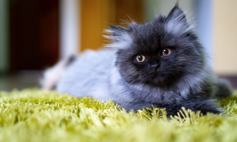 Les 15 meilleurs noms de chats persans
