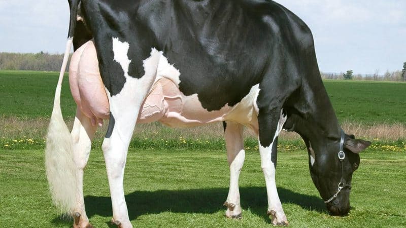 Les animaux de compagnie les plus chers - Missy Missy Cow