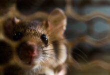 Les OGM présents dans la nourriture de vos rats peuvent-ils provoquer des tumeurs ?