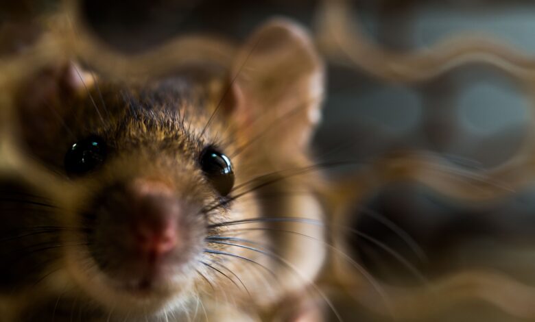 Les OGM présents dans la nourriture de vos rats peuvent-ils provoquer des tumeurs ?