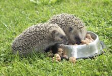 Les avantages et les inconvénients de l'alimentation de votre chat Hedgehog