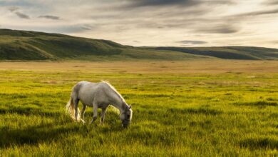 Les bases de la nutrition et de l'alimentation à l'herbe pour les chevaux