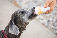 Les chiens peuvent-ils manger de la glace ?