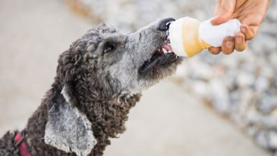 Les chiens peuvent-ils manger de la glace ?