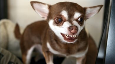 Les dents des chiens : agressivité ou sourire ?