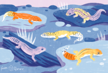 Les différentes couleurs des geckos léopards
