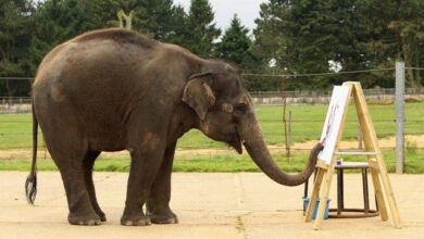 Les éléphants peuvent-ils vraiment peindre ?