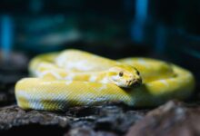 Les espèces de serpents communément conservées comme animaux de compagnie