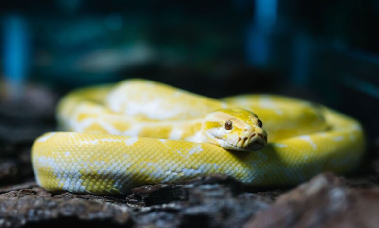Les espèces de serpents communément conservées comme animaux de compagnie