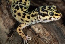 Les geckos comme animaux de compagnie - Guide de soins et introduction