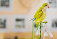 Les huiles essentielles sont-elles sans danger pour les oiseaux ?