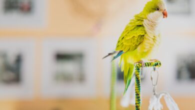 Les huiles essentielles sont-elles sans danger pour les oiseaux ?