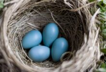 Les œufs sont-ils nutritifs pour mon oiseau domestique ?
