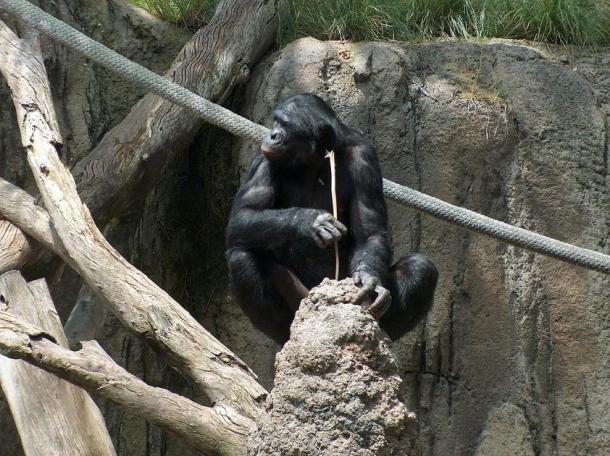 Chimp utilisant un bâton comme outil pour manger des fourmis. (Mike R / CC BY-SA 3.0)