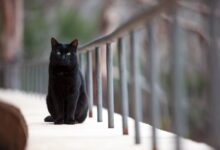 Les principaux noms de chats noirs