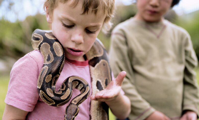 Les pythons de la balle font-ils de bons animaux de compagnie ?