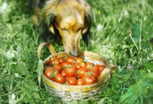 Les tomates sont-elles sans danger pour les chiens ?