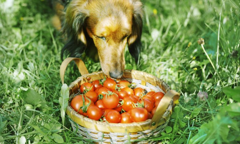 Les tomates sont-elles sans danger pour les chiens ?