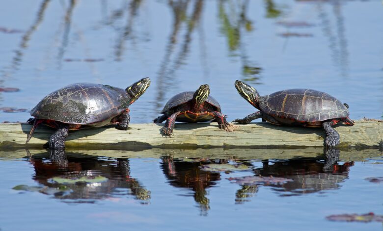 Les tortues peintes comme animaux de compagnie - Soin des tortues aquatiques