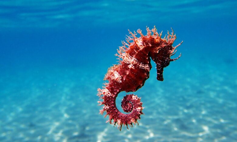 L'hippocampe est l'une des créatures les plus mortelles de la mer. Oui, les hippocampes.