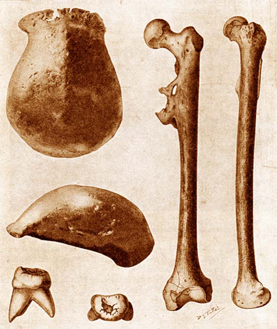 Les trois principaux fossiles de l'homme de Java découverts en 1891-92 : une calotte, une molaire et un fémur, chacun vu sous deux angles différents. (Domaine public)